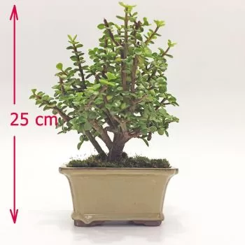 Planta Jade bonsai en Bogota